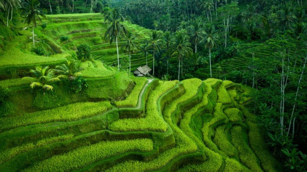 Breathtaking view of Tegallalang Rice Terrace in Ubud