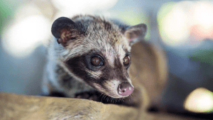 An Asian palm civet caught on a garden wall at night, the animal most often mistaken for something larger