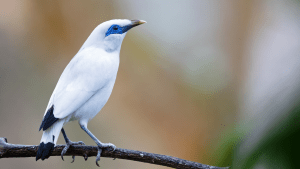 A Bali starling, white with black wing tips and a blue mask, perched in low branches