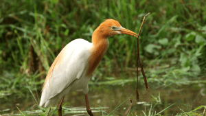 Cattle egrets following a plough across a flooded rice terrace in Selat