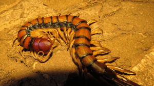 A dark red-brown giant centipede on wet leaf litter, photographed from a safe distance