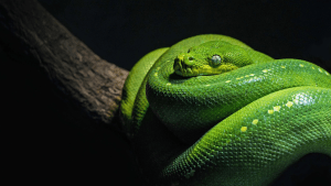 A slender green tree snake moving through a hedge beside a rice terrace