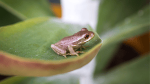 A small tree frog clinging to the tiled edge of a pool after evening rain
